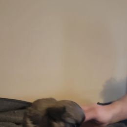 Petal - Fawn sable female Pekingese puppy in Burns, Kansas from Pekingese Dynasty