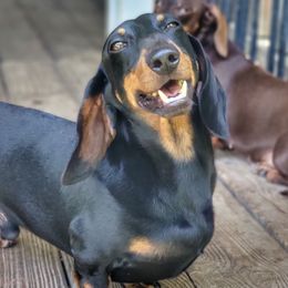 Grand Champion Chester - Black and tan male Dachshund puppy in Mountain Grove, Missouri from Blueprint K9 Dachshunds- www.BlueprintK9.com