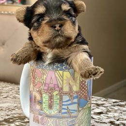 Cane Corso and Yorkshire Terrier Puppies from LV3M Cane Corso