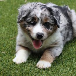 Tigger - Blue merle male Miniature Australian Shepherd puppy in Weeki Wachee, Florida from Arlington's Mini Aussies