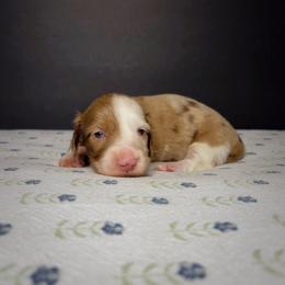Martini - Piebald female Dachshund puppy in Lumber City, Georgia from CarolinaDachshunds