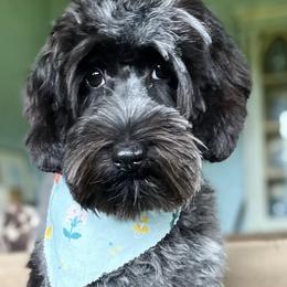 Nova - Australian Labradoodle