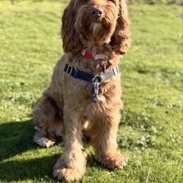 Australian Labradoodle puppies from Victoria Creek Australian Labradoodles