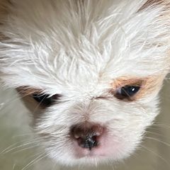 Japanese Chin Puppies from CindyLynnsChins
