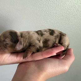Maria - Dapple female Dachshund puppy in Lafayette, Louisiana from Andrepont Dachshunds