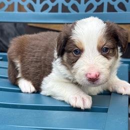 Don Julio - White and red male Border Collie puppy in Mckinney, Texas from Border Collies of Ruidoso