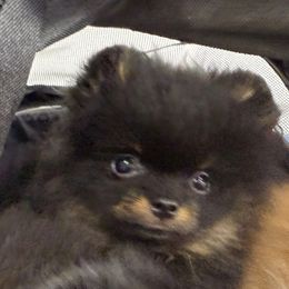 Abraham - Black and tan male Pomeranian puppy in Clovis, California from Netzi Poms