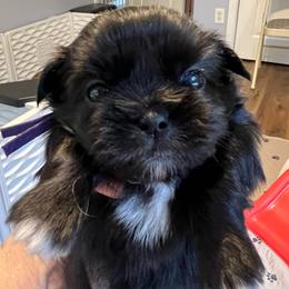 Purple - Tammy Wynette - Black and white female Shorkie puppy in Mays Landing, New Jersey from Fancy Paws Shorkies & Shih Tzus
