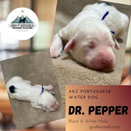 Dr. Pepper - Black and white male Portuguese Water Dog puppy in Weston, Idaho from Gro-T Kennels