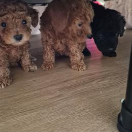 Poodle puppies from Poodle house CA