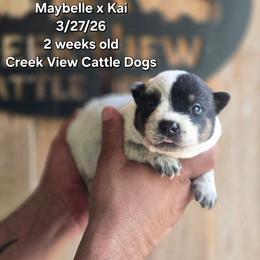 Boy 2 - Blue male Australian Cattle Dog puppy in Monroe, North Carolina from Creek View Cattle Dogs