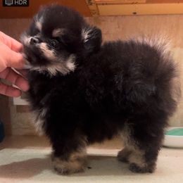 Pomeranian Puppies from Silver’s Reigning Heir Poms