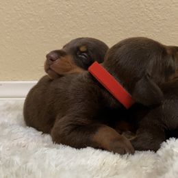 Doberman Pinscher Puppies from Obsidian Kennels