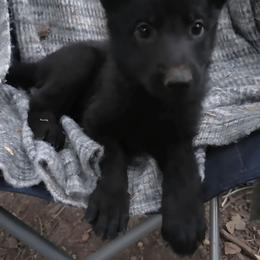 Pink Collar Female - Black female German Shepherd puppy in Cadet, Missouri from Working Valley Shepherds