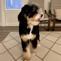 Bernedoodle and Goldendoodle All Grown Up from Ohana Doodles