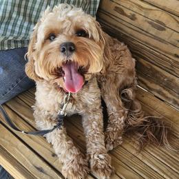 Gus - Red male Cavapoo puppy in San Diego, California from WW Cavapoos