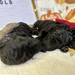 Poodle Puppies from Cajun Girl Kennels