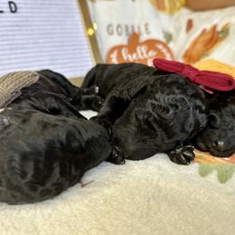 Poodle Puppies from Cajun Girl Kennels