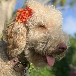 Charlotte - Goldendoodle