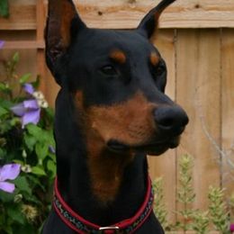 Doberman Pinschers from Notori Dobermans