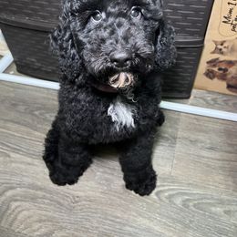 Sailor - Black Poodle puppy in Valdosta, Georgia from Posh Poodles