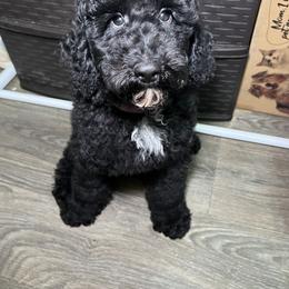 Sailor - Black Poodle puppy in Valdosta, Georgia from Posh Poodles