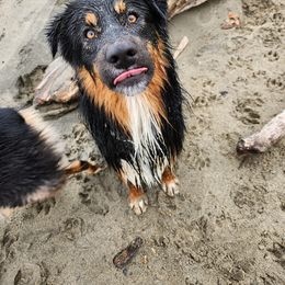 Australian Shepherd All Grown Up from Eventide Australian Shepherds