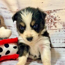 Tri female - Black tri female Miniature Australian Shepherd puppy in Lemon Cove, California from Magic Ranch Mini Aussies