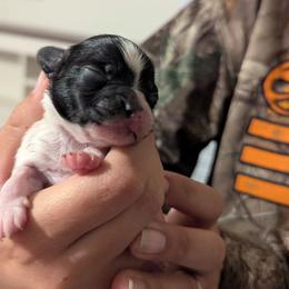Nikki boy 2 - White and black male Papillon puppy in Joshua, Texas from Summertime Kennels