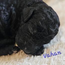 Vahn - Black male Goldendoodle puppy in Kansas City, Missouri from Poppy's Doodles