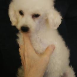 Tucker - Poodle