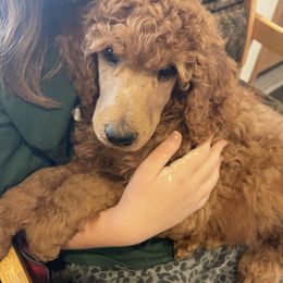 Orange Collar - Apricot male Poodle puppy in Pendleton, Oregon from Wilks Pups - Standard Poodles