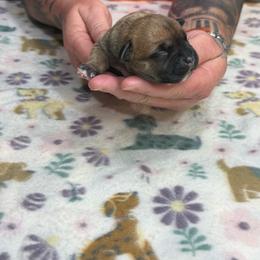 Female 4 - Red female Staffordshire Bull Terrier puppy in Lakeland, Florida from English Creek Staffords