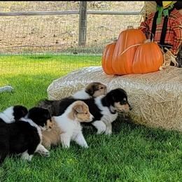 Scottish Collie Puppies from Sundance Scottish-Colleys