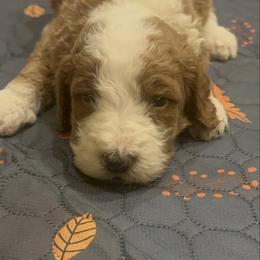 Cash - Brown and white male Bernedoodle puppy in Pauls Valley, Oklahoma from Daisy’s Doodles