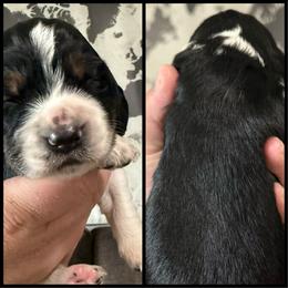 Jim Beam (JB) - Tri-Roan male English Springer Spaniel puppy in Rio, Wisconsin from Rowan Creek Springers