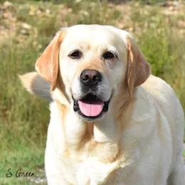 Labrador Retriever All Grown Up from Candy Labs