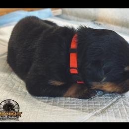 Sake - Black and mahogany female Rottweiler puppy in Phoenix, Arizona from Midnight Rottweilers