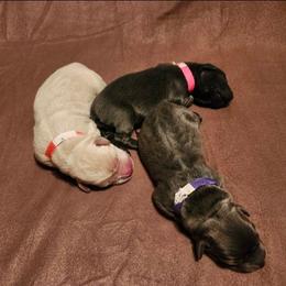 Purple - Black female Labrador Retriever puppy in Anderson, Texas from TLS Retrievers