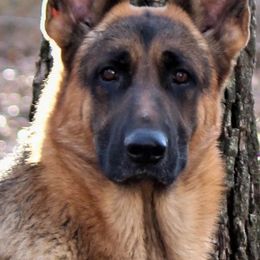 German Shepherds from Loujuan German Shepherd Dogs