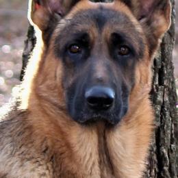 German Shepherds from Loujuan German Shepherd Dogs