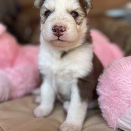 Ruby - Red and white female Siberian Husky puppy in Diamond Lake, Washington from Husky Haven WA