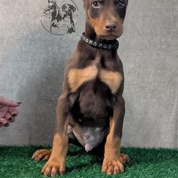 Cropped Black Collar Male Amethyst and Sage - Red and rust male Doberman Pinscher puppy in Spencer, Indiana from Jackson's Dobermans