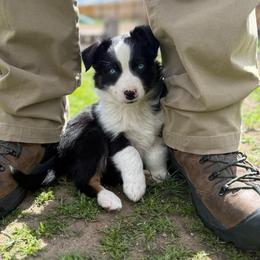 Spruce - Black tri male Miniature Australian Shepherd puppy in Medical Lake, Washington from MAS Gone Rogue