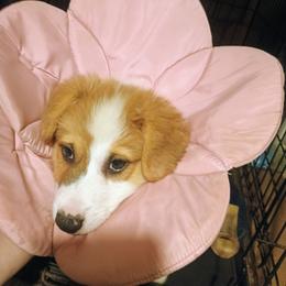 Missoula - Sable male Pembroke Welsh Corgi puppy in Ellensburg, Washington from Faery Mount Farm