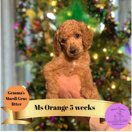 Ms Orange - Apricot female Poodle puppy in Ocean Springs, Mississippi from Forever Summer Standard Poodles