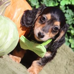 Tuxedo - Black and cream male Dachshund puppy in Woodbine, Georgia from Bowdachs Cream Pies