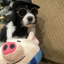 Zeus - Parti male Poodle puppy in Mobile, Alabama from Semmy’s Standard Poodle LLC