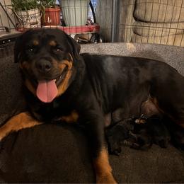 Rottweiler puppies from The Solid Rock Kennel