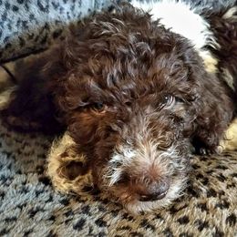 Australian Labradoodle and Poodle Puppies from Oodles of Doodles and some Poodles